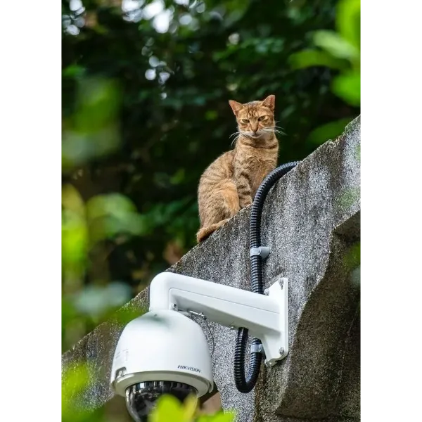 Cat sitting above security camera 